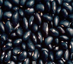 black gram seeds vijapur, black gram seed manufacturer vijapur, black gram seeds gujarat, black gram seed manufacturer gujarat, black gram seeds india, black gram seed manufacturer india