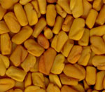 fenugreek seeds vijapur, fenugreek seed manufacturer vijapur, fenugreek seeds gujarat, fenugreek seed manufacturer gujarat, fenugreek seeds india, fenugreek seed manufacturer india