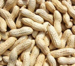 ground nut seeds vijapur, ground nut seed manufacturer vijapur, ground nut seeds gujarat, ground nut seed manufacturer gujarat, ground nut seeds india, ground nut seed manufacturer india