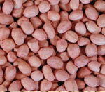 ground nut seeds vijapur, ground nut seed manufacturer vijapur, ground nut seeds gujarat, ground nut seed manufacturer gujarat, ground nut seeds india, ground nut seed manufacturer india