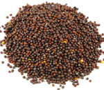mustard seeds vijapur, mustard seed manufacturer vijapur, mustard seeds gujarat, mustard seed manufacturer gujarat, mustard seeds india, mustard seed manufacturer india