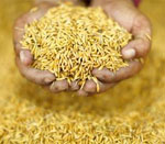 paddy seeds vijapur, paddy seed manufacturer vijapur, paddy seeds gujarat, paddy seed manufacturer gujarat, paddy seeds india, paddy seed manufacturer india