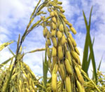 paddy seeds vijapur, paddy seed manufacturer vijapur, paddy seeds gujarat, paddy seed manufacturer gujarat, paddy seeds india, paddy seed manufacturer india