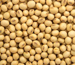 soybeans seeds vijapur, soybeans seed manufacturer vijapur, soybeans seeds gujarat, soybeans seed manufacturer gujarat, soybeans seeds india, soybeans seed manufacturer india