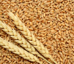 wheat seeds vijapur, wheat seed manufacturer vijapur, wheat seeds gujarat, wheat seed manufacturer gujarat, wheat seeds india, wheat seed manufacturer india