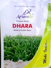 Field Crop Seeds in Vijapur, Coriander Seeds in Vijapur, Groundnut Seeds in Vijapur, Black Gram Seeds in Vijapur, Fennel Seeds in Vijapur, Saunf Seed in Vijapur, Wheat Seeds in Vijapur, Quality Coriander Seeds in Vijapur, Sesame Seeds in Vijapur, Millet Seed in Vijapur, Field Crop Seeds Exporter in Vijapur, Field Crop Manufacturer in Vijapur, Field Crop Distributor in Vijapur, Field Crop Supplier in Vijapur