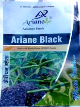 Field Crop Seeds in Gujarat, Coriander Seeds in Gujarat, Groundnut Seeds in Gujarat, Black Gram Seeds in Gujarat, Fennel Seeds in Gujarat, Saunf Seed in Gujarat, Wheat Seeds in Gujarat, Quality Coriander Seeds in Gujarat, Sesame Seeds in Gujarat, Millet Seed in Gujarat, Field Crop Seeds Exporter in Gujarat, Field Crop Manufacturer in Gujarat, Field Crop Distributor in Gujarat, Field Crop Supplier in Gujarat